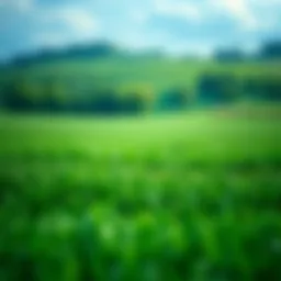 A lush green landscape symbolizing environmental sustainability