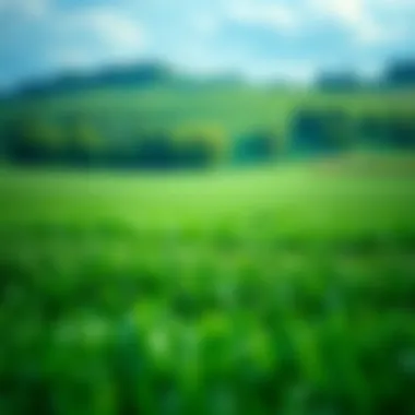 Symbol of Sustainability A lush green landscape symbolizing environmental sustainability